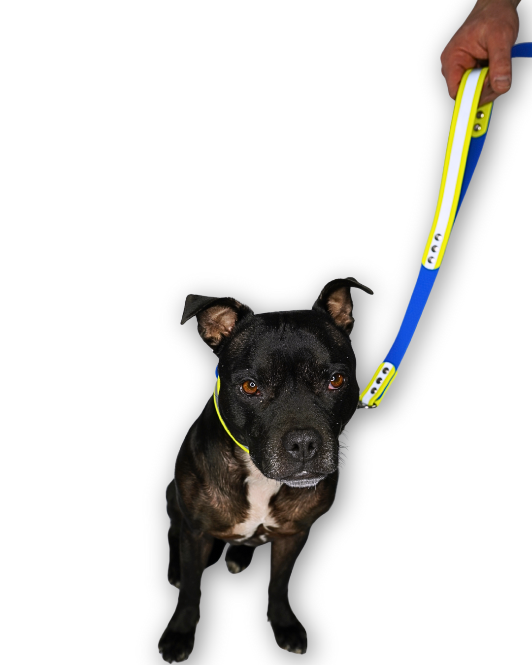 AniLux Hundeleine & Halsband Set - Reflektor Gelb und Blau