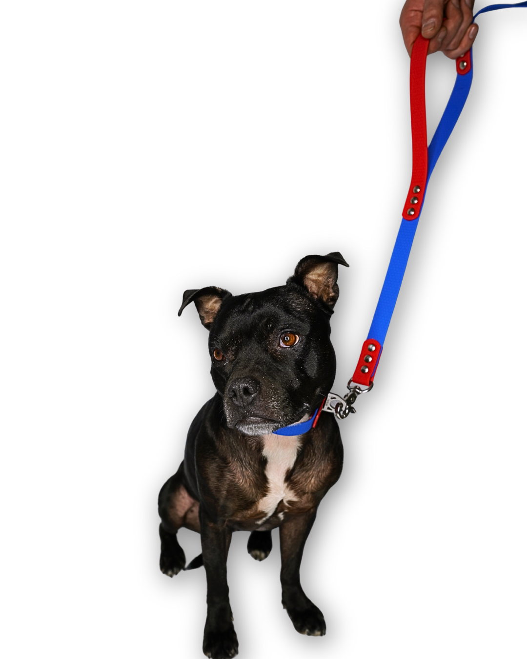 AniLux Hundeleine & Halsband Set - Rot und Blau