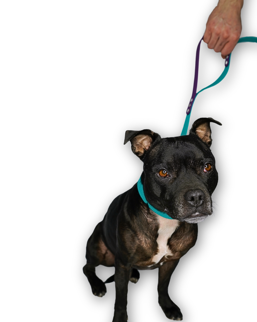 AniLux Hundeleine & Halsband Set - Violett und Grün