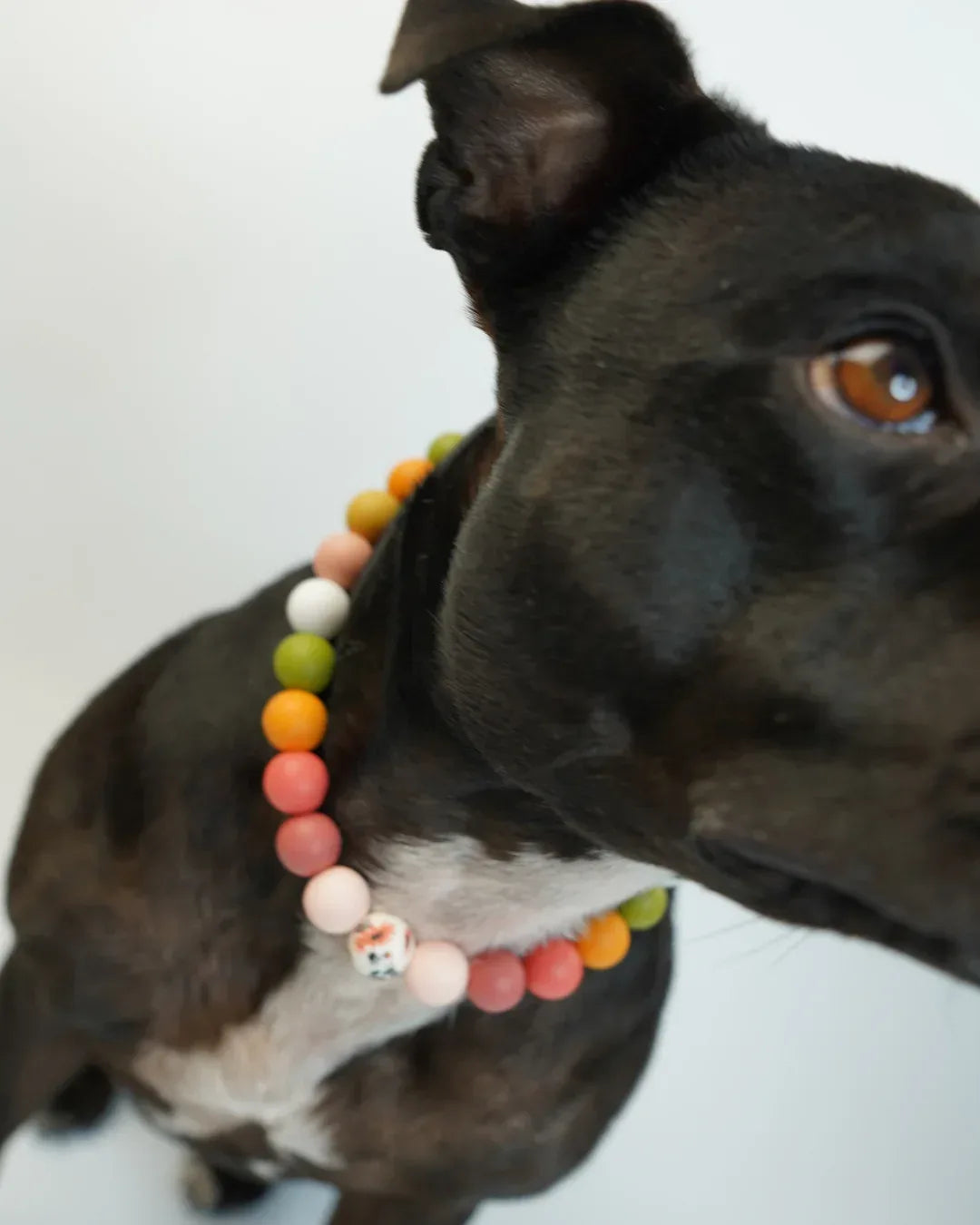 AniLux Signature Schmuckhalsband – Adventure Ahead - AniLux