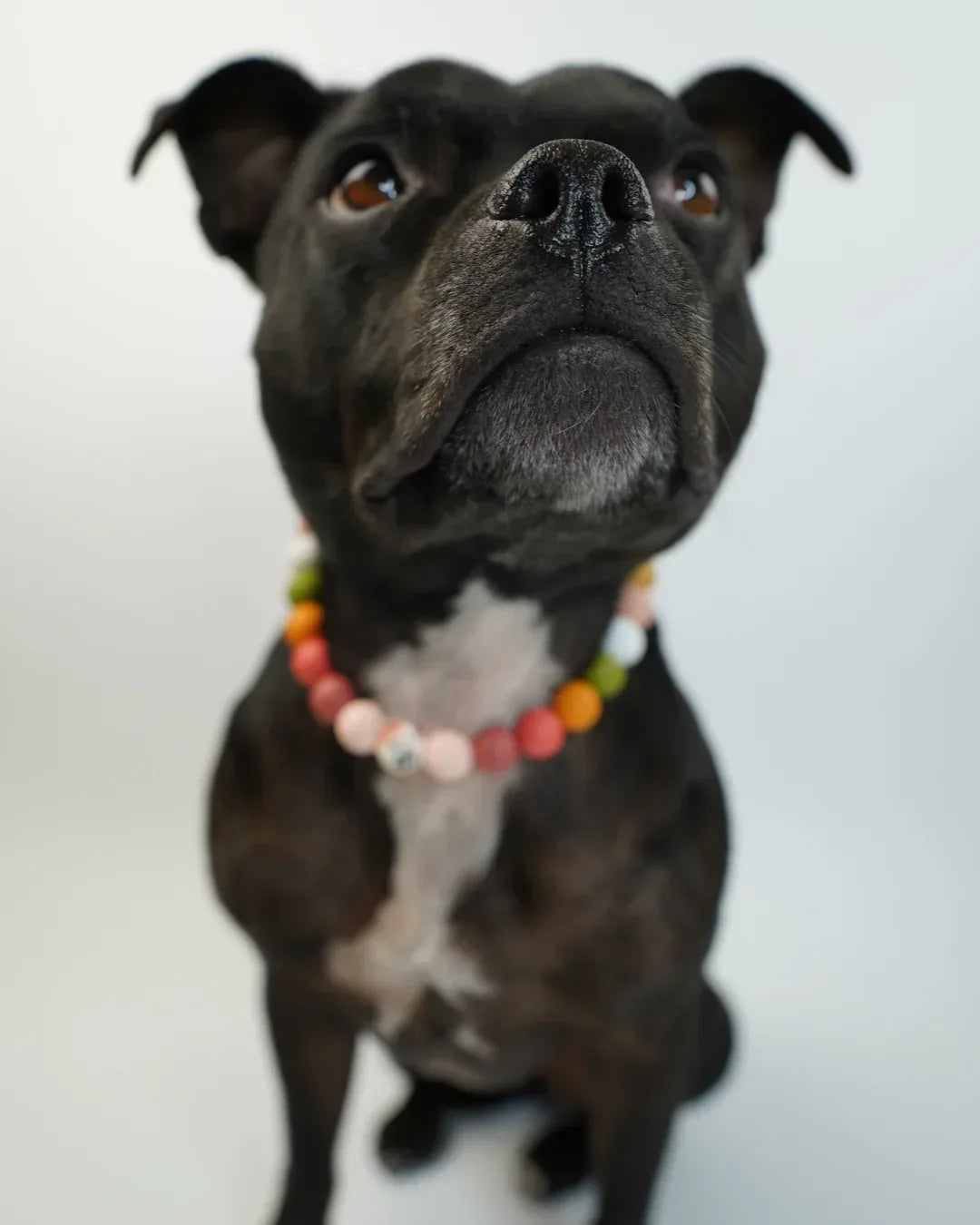 AniLux Signature Schmuckhalsband – Adventure Ahead - AniLux