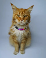 AniLux Signature Schmuckhalsband – Black Rainbow - AniLux