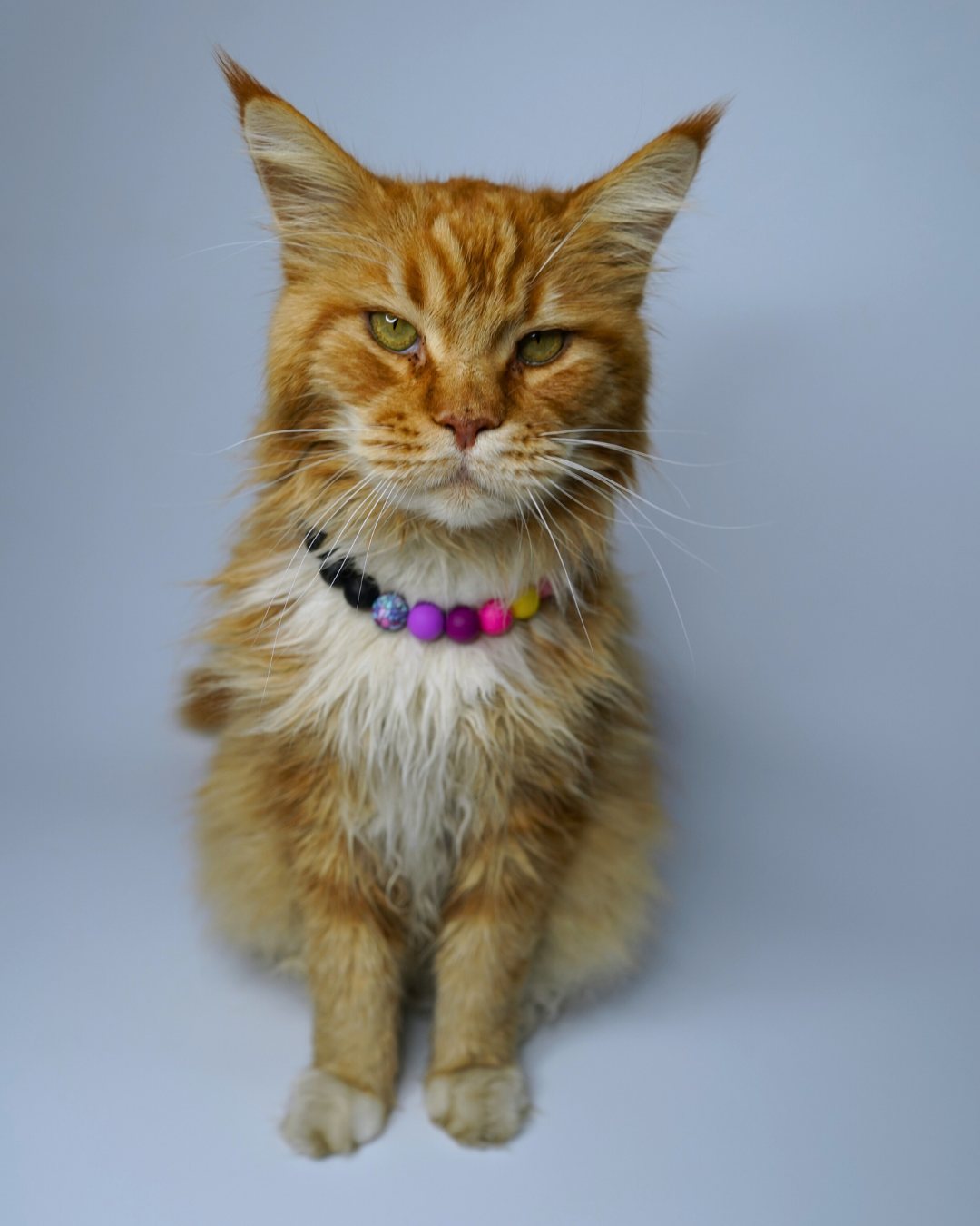 AniLux Signature Schmuckhalsband – Black Rainbow