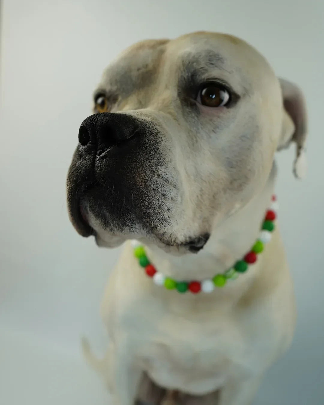 AniLux Signature Schmuckhalsband – Candy Cane - AniLux