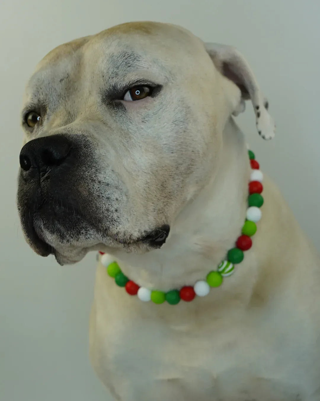 AniLux Signature Schmuckhalsband – Candy Cane - AniLux