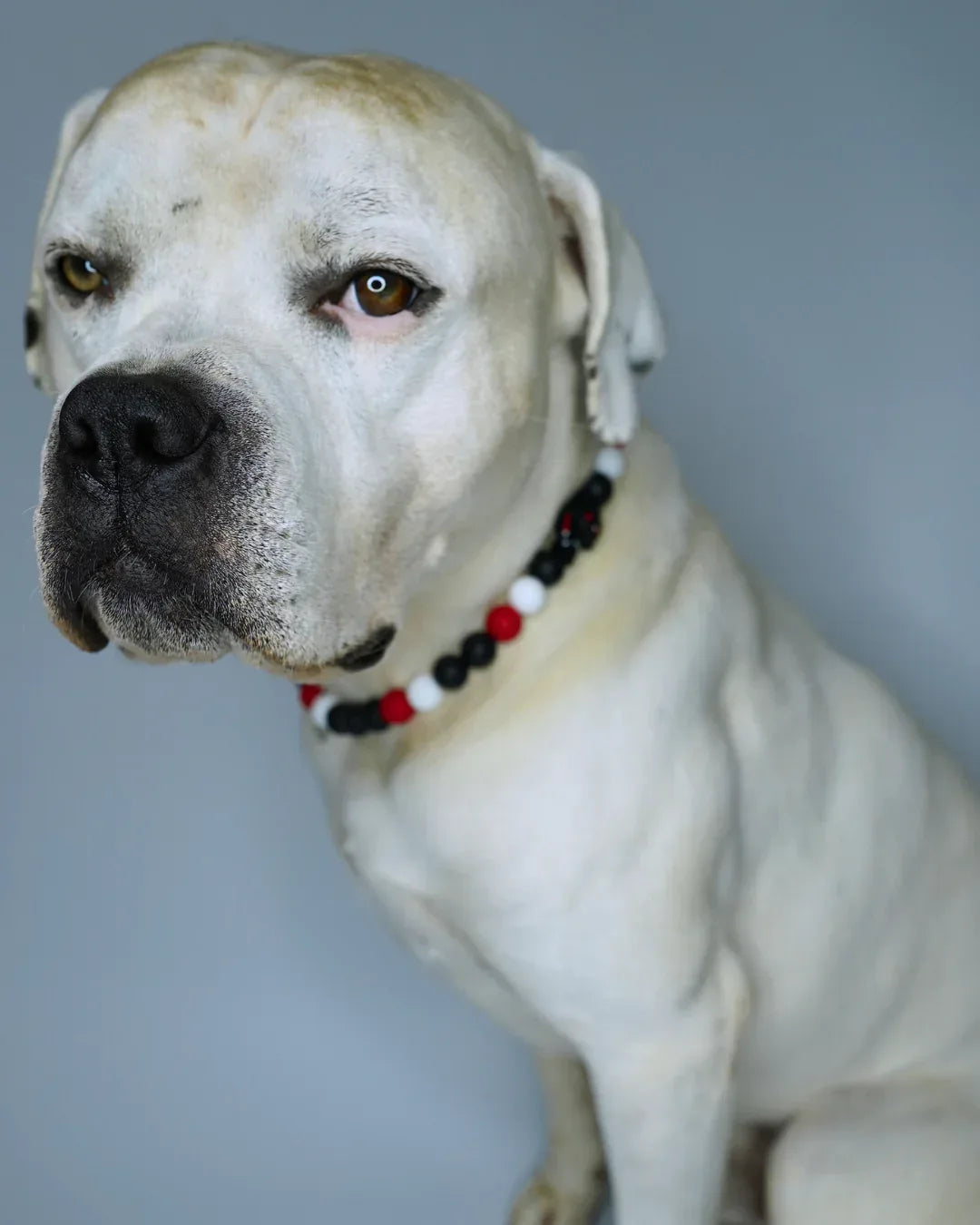 AniLux Signature Schmuckhalsband – Dark Lord - AniLux