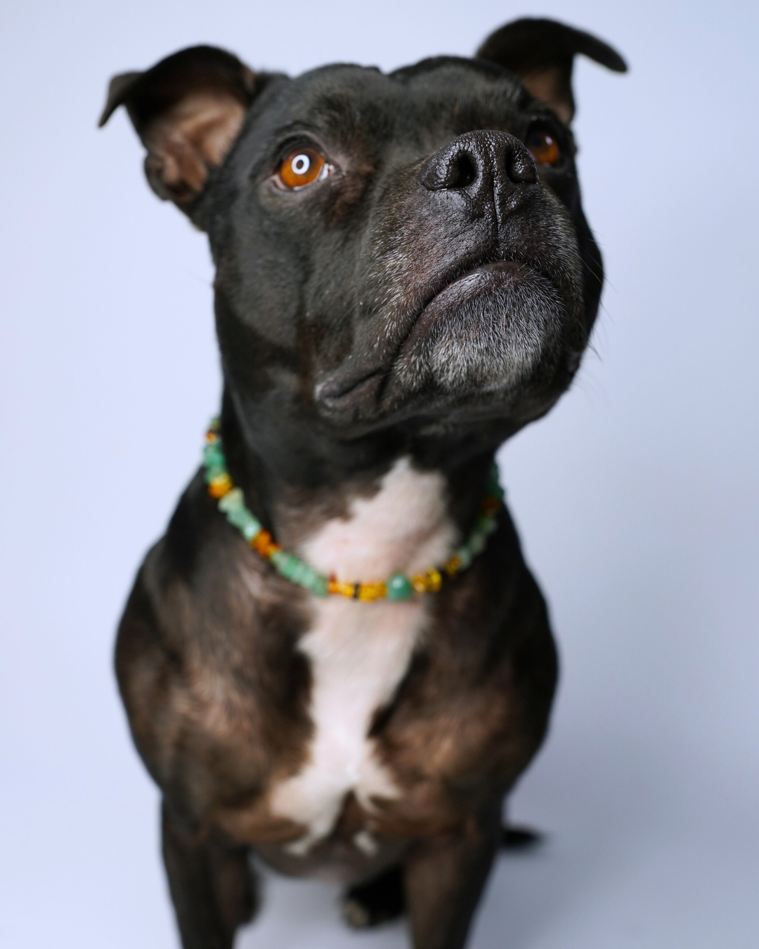 AniLux Signature Schmuckhalsband – Forest Glow