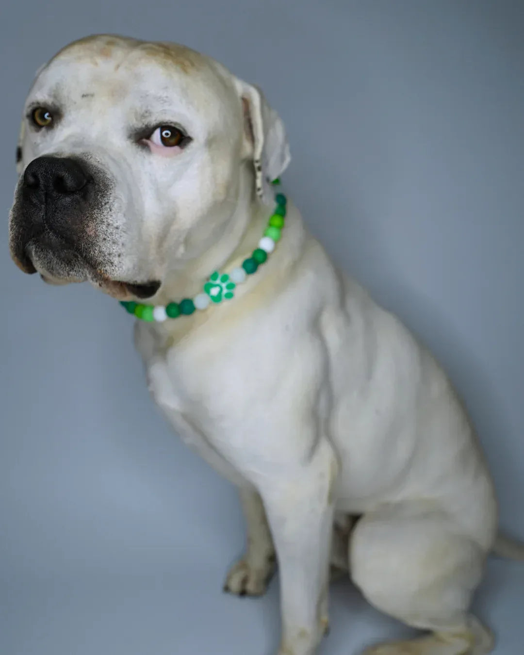 AniLux Signature Schmuckhalsband – Forest Paw - AniLux