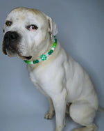 AniLux Signature Schmuckhalsband – Forest Paw - AniLux