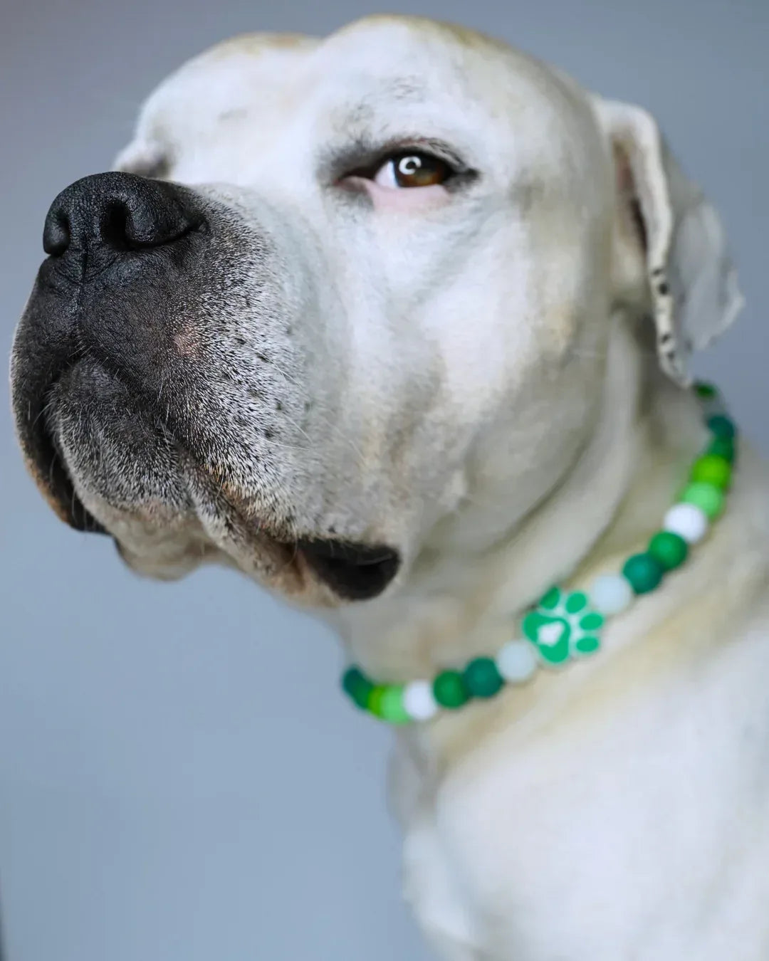 AniLux Signature Schmuckhalsband – Forest Paw - AniLux