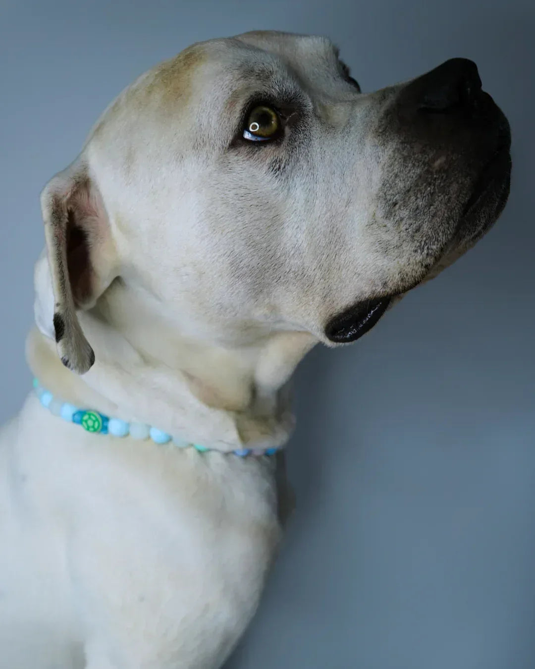 AniLux Signature Schmuckhalsband – Glowing Sea - AniLux