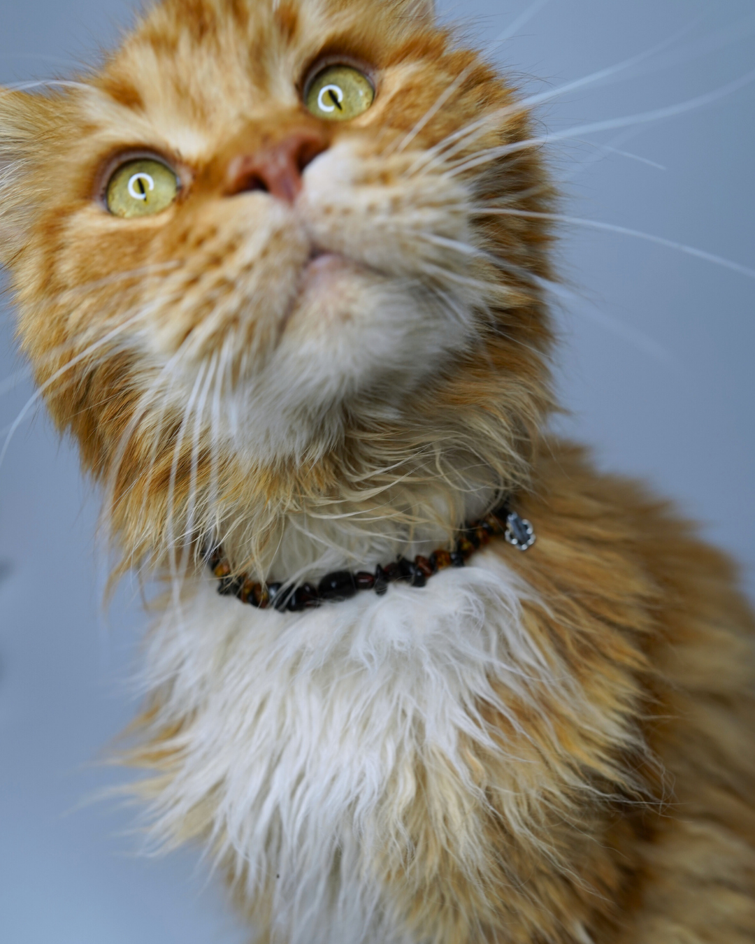 AniLux Signature Schmuckhalsband – Golden Guardian