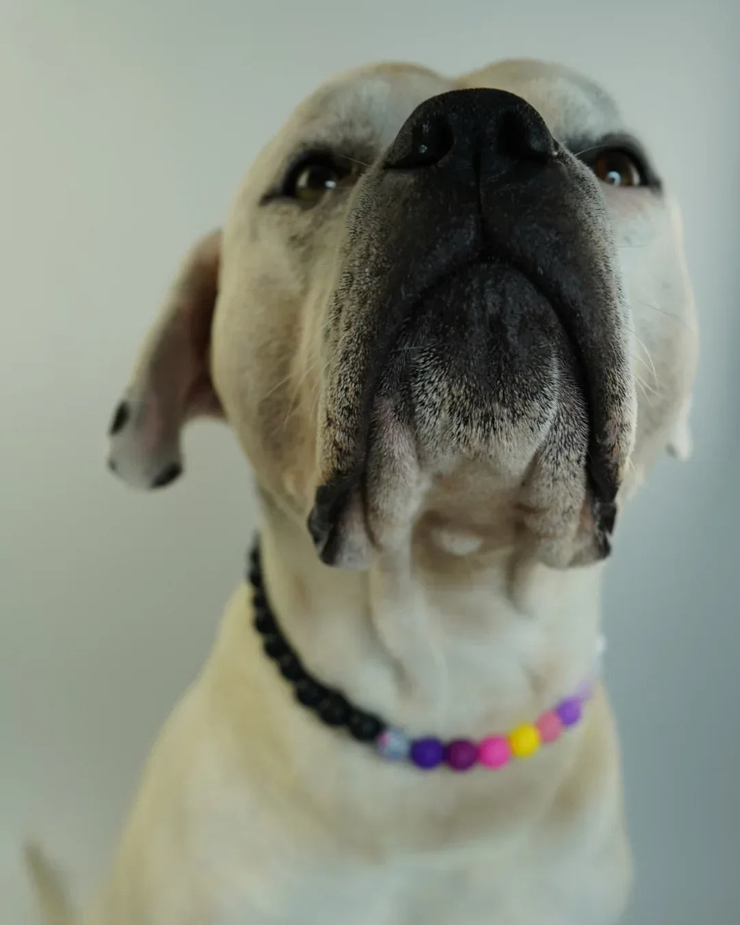 AniLux Signature Schmuckhalsband – Midnight Muse - AniLux