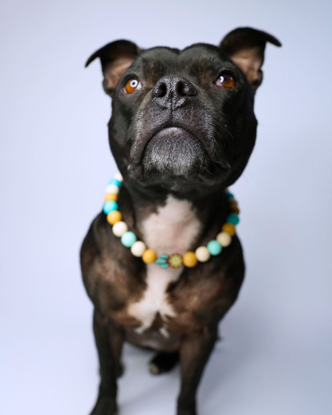 AniLux Signature Schmuckhalsband – Mystic Dreamcatcher