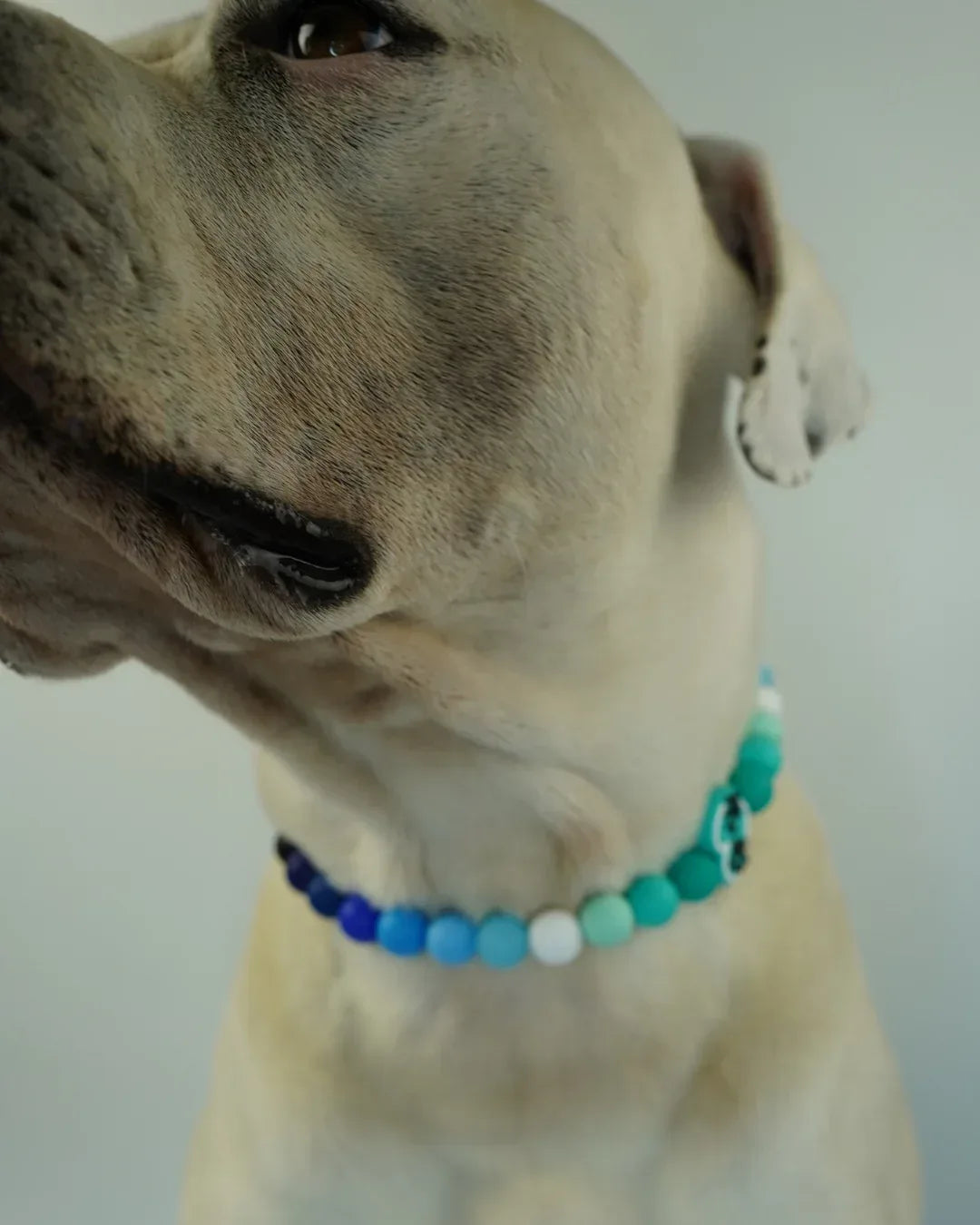 AniLux Signature Schmuckhalsband – Ocean Paw - AniLux