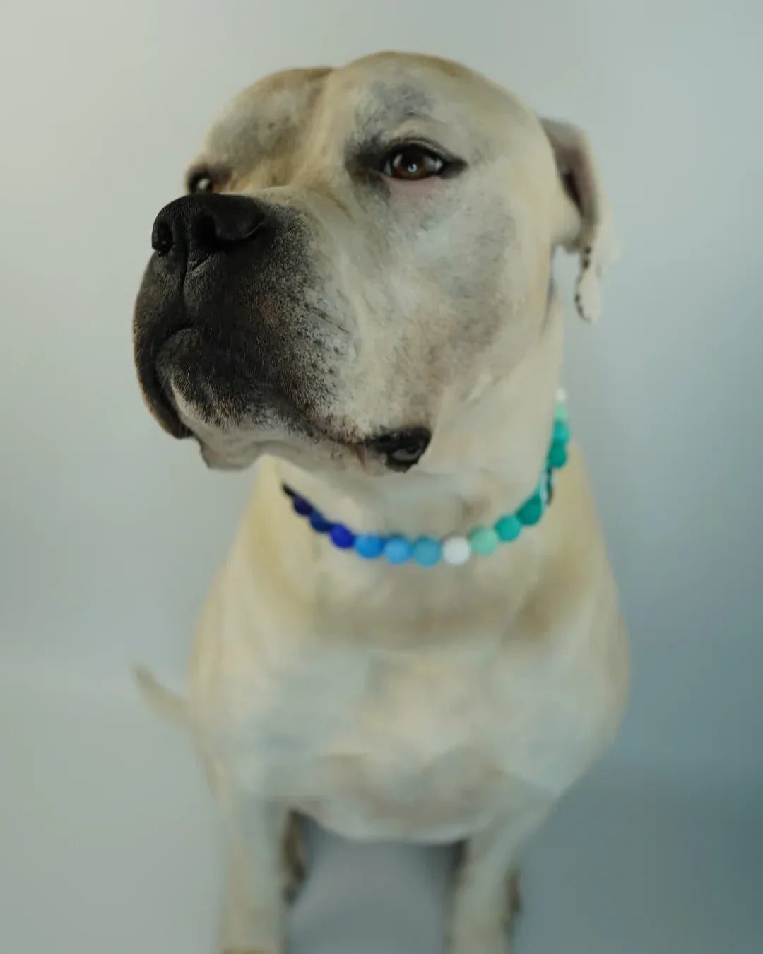 AniLux Signature Schmuckhalsband – Ocean Paw - AniLux