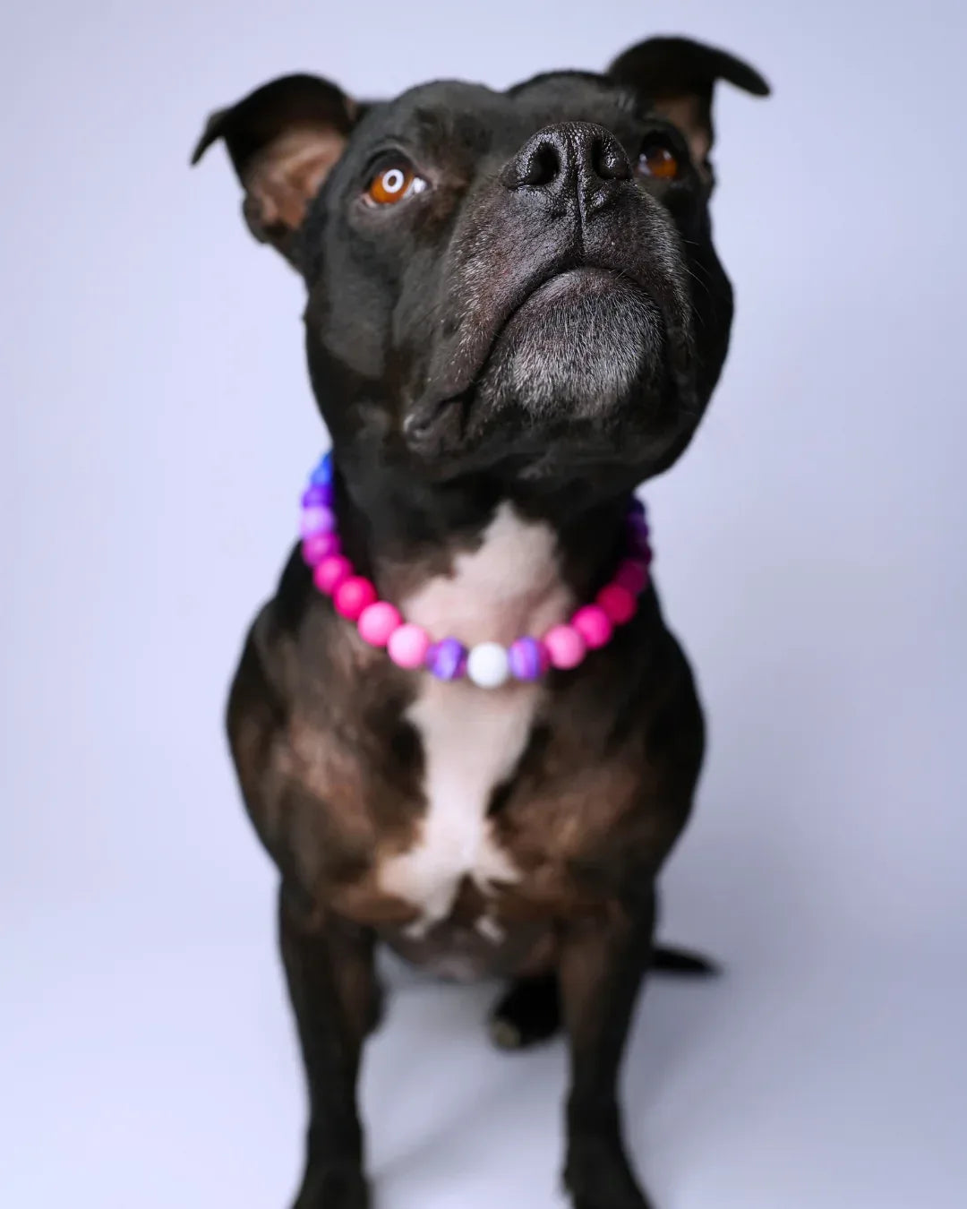 AniLux Signature Schmuckhalsband – Purple Flow - AniLux