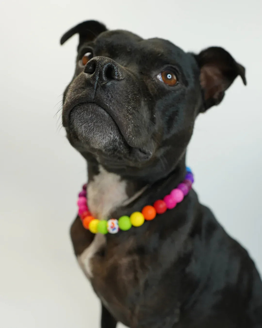 AniLux Signature Schmuckhalsband – Rainbow Joy