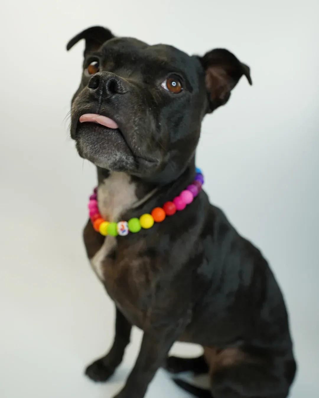 AniLux Signature Schmuckhalsband – Rainbow Joy - AniLux