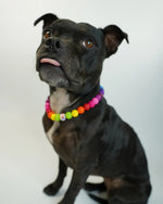 AniLux Signature Schmuckhalsband – Rainbow Joy - AniLux