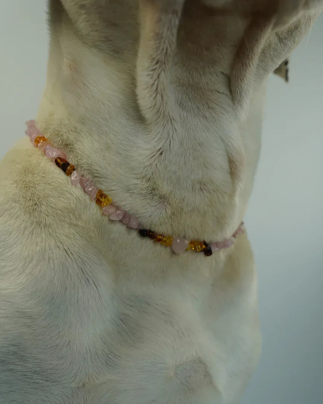 AniLux Signature Schmuckhalsband – Rose Glow - AniLux