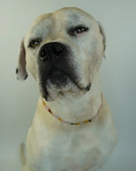 AniLux Signature Schmuckhalsband – Rose Glow - AniLux