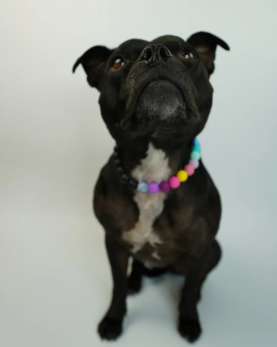 AniLux Signature Schmuckhalsband – Rebel Rainbow - AniLux