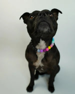 AniLux Signature Schmuckhalsband – Rebel Rainbow - AniLux