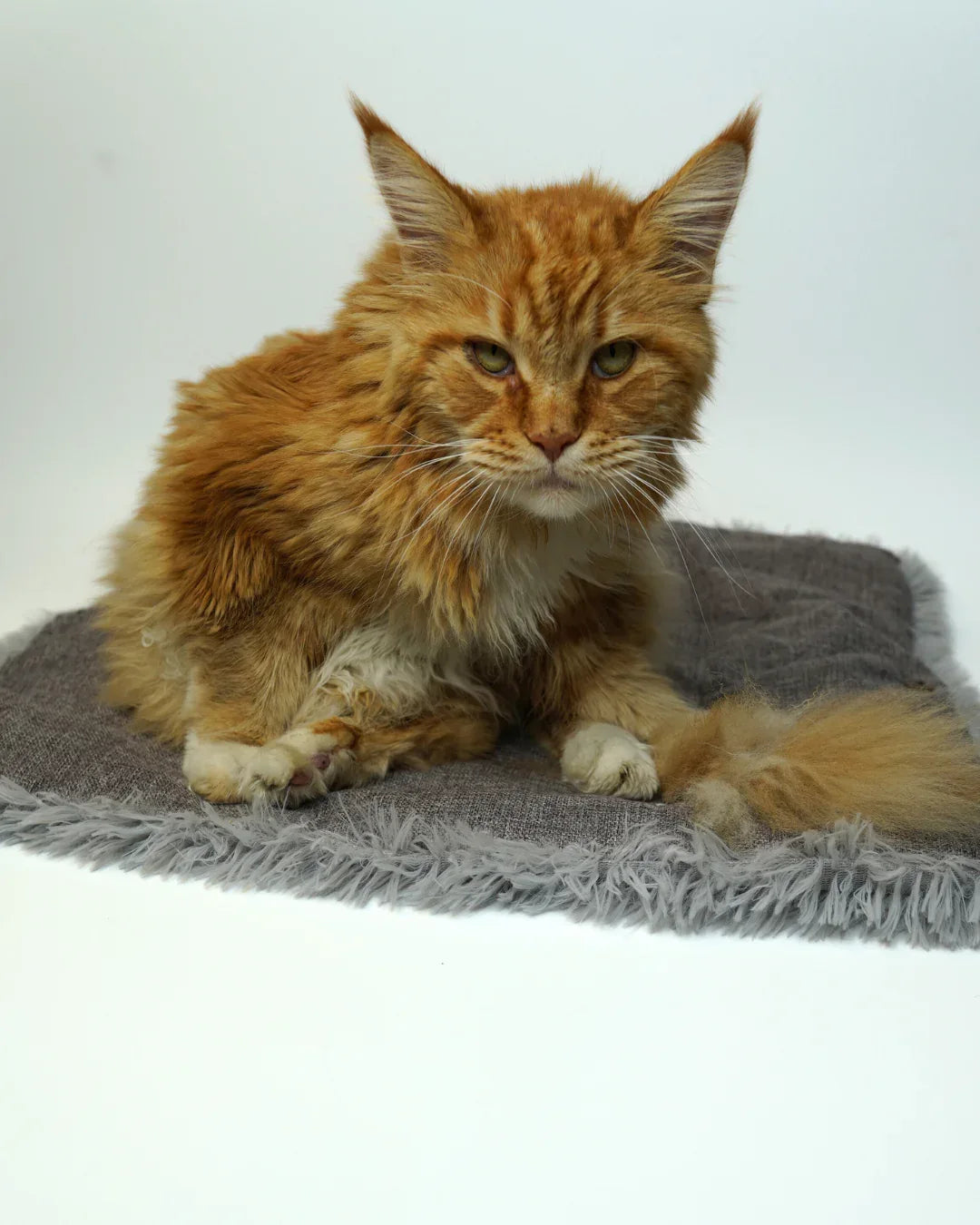 Katzenbett 2-in-1 - AniLux